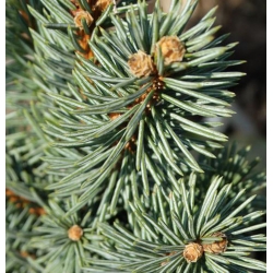 nasiona Świerk gruboigłowy Picea szt5 Fore59